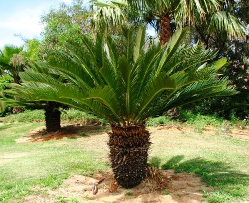 Интересные факты про пальмы
