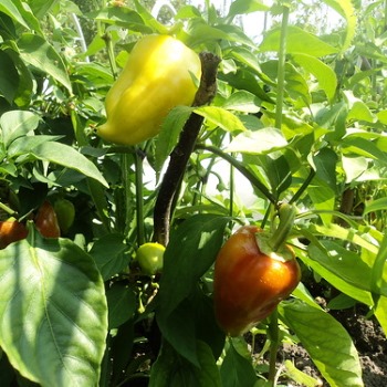 Выращиваем перец: опыт овощеводов