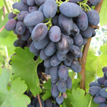 Виноград в августе: уход за лозой
