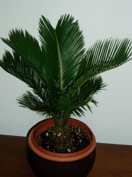 Финиковая пальма: выращиваем из косточки