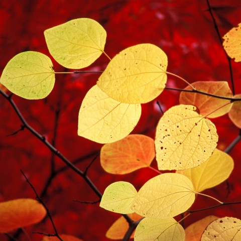 Текстура листьев, их размер и цвет осенью