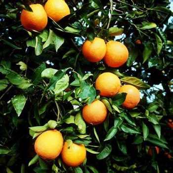 Как правильно выращивать апельсиновое дерево в России