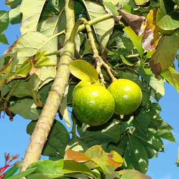 Авокадо в России: выращивание и уход