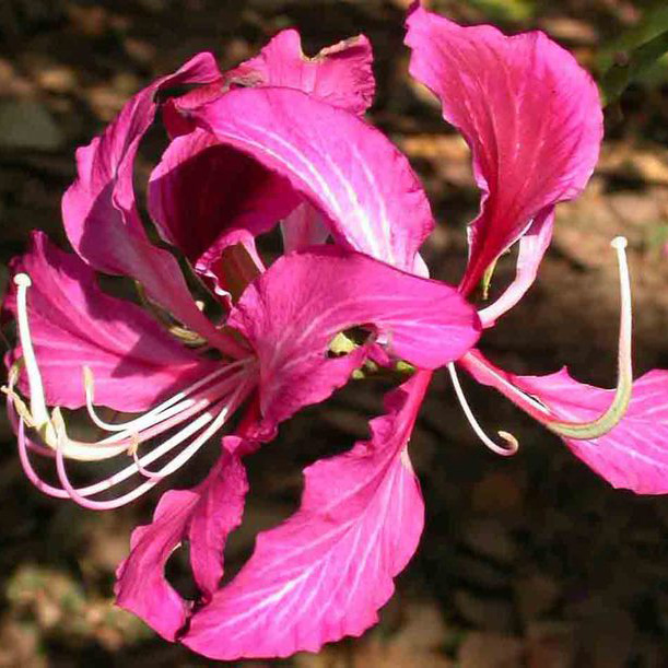bauhinia purpurea04