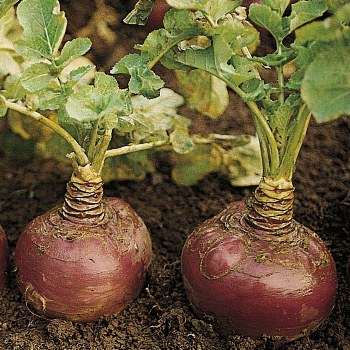 Выращивание брюквы: семейство капустных в действии