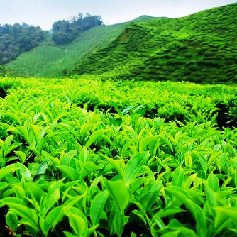 Можно ли вырастить чай у себя в огороде?