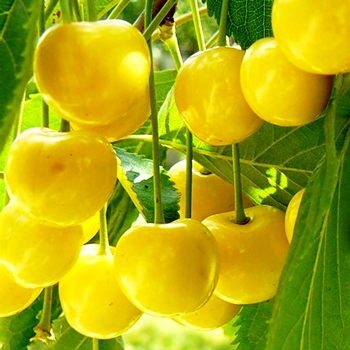 Особенности выращивания желтой черешни