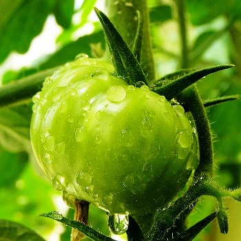 Черная кольцевая пятнистость томатов – симптомы и борьба