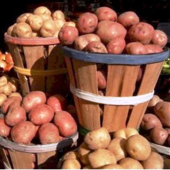 Что угрожает картофелю в погребе осенью и весной?