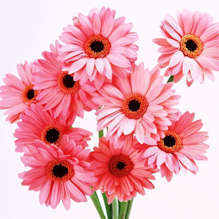 Цветы любимой на 8-е марта – нелегкий выбор: букет или горшечное растение