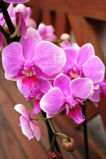 Как правильно содержать орхидеи?