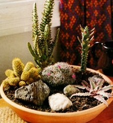 Кактусовый сад – мини-пустыня у вас на подоконнике