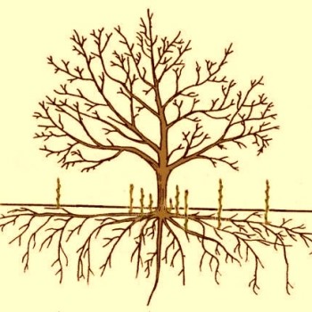 Как правильно удалять корневую поросль у плодовых и других деревьев