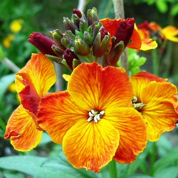 Цветок Лакфиоль: выращивание парфюмерного растения