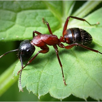  Как победить муравьев. Муравьед, мурацид и муравьин