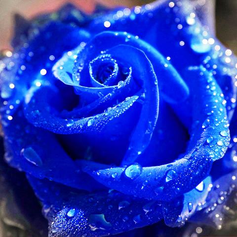 Немного интересного о синих розах: правда и вымысел