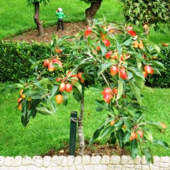 Четыре способа вырастить миниатюрные фруктовые деревья
