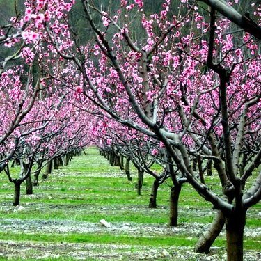 Персиковый сад – интересная история о короле фруктов