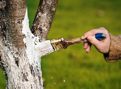 Как белить деревья осенью