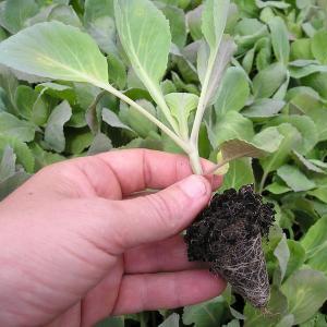 Рассада капусты – выращивание с пикировкой и без пикировки