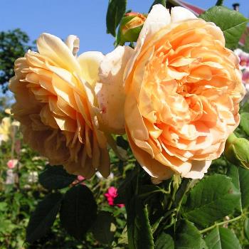 Удобрение для роз: изысканные блюда для королевы цветов