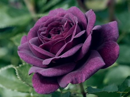 Как выращивать и правильно ухаживать за розами