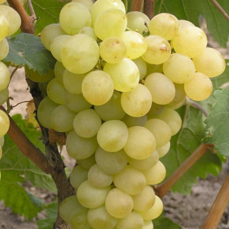 Саженцы винограда: Августин, Аркадия, Кодрянка, Надежда и Русбол