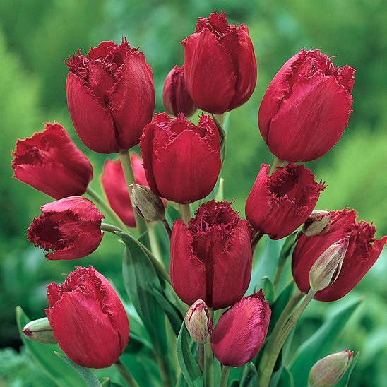 Самые неизвестные сорта тюльпанов