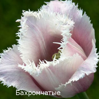 Класс 7. Бахромчатые тюльпаны