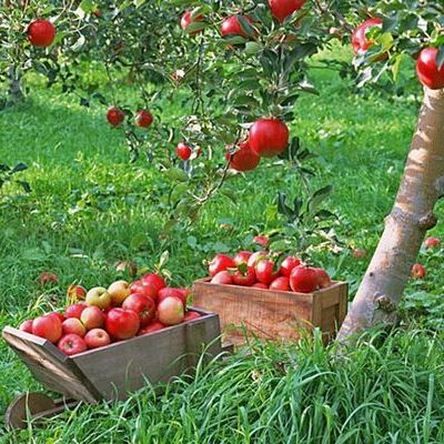 Посадочный материал: заготовка и способы размножения плодовых культур