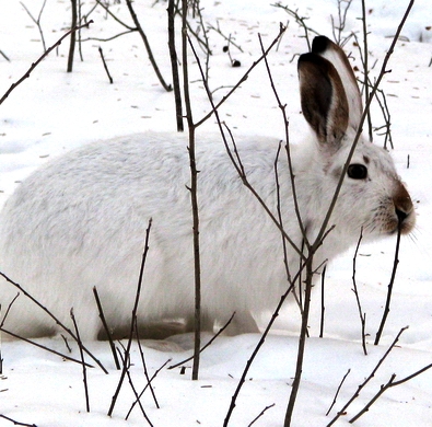 Защита сада от зайцев зимой – залог урожая