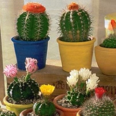 uxod kaktusu
