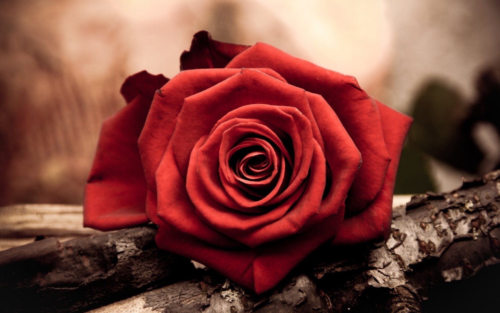 Генетики сделают розы ярче и ароматнее
