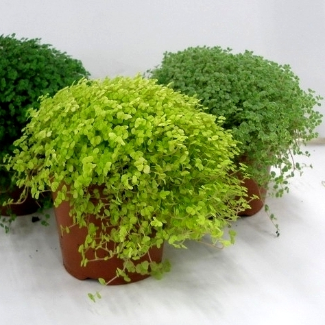 Хелксина (Солейролия) комнатные растения