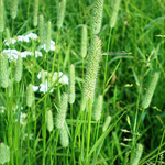 Тимофеевка газонные травы