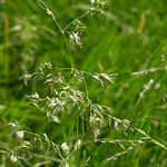 Мятлик луговой газонные травы