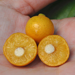 Африканский вишнёвый апельсин фрукты и ягоды