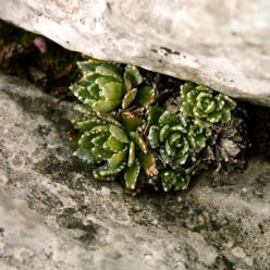 Камнеломка комнатные растения