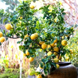 Лимон комнатные растения