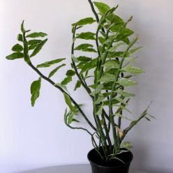 Педилантус комнатные растения