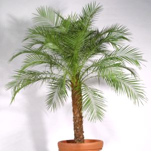 Финиковая пальма комнатные растения