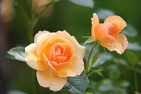 Мы больше не боимся, что розы погибнут зимой: проводим быструю подкормку без вреда для цветов