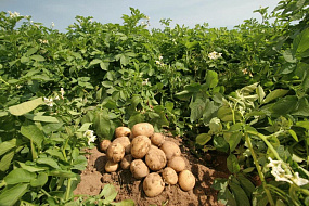 Kак правильно выращивать картофель?
