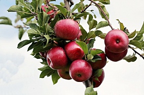 Чтобы яблоня не замерзла: 3 важных дела