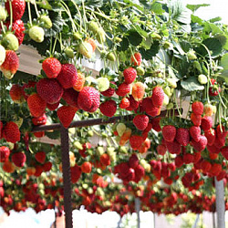 В Ленинградской области будут выращивать ягоды