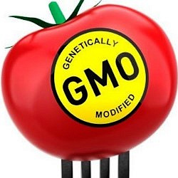 Запрет ГМО?