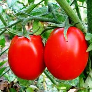 10 запретов при выращивании рассады томатов