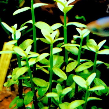Бакопа: аквариумное растение