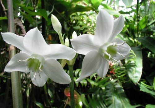 Цветок эухарис: изящное лето в компании греческого растения