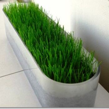 Что можно сделать с газонной травой в домашних условиях?